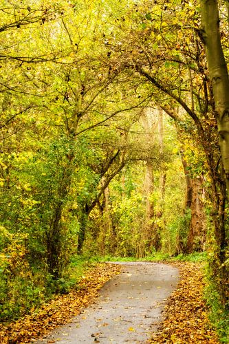 Autumn landscape