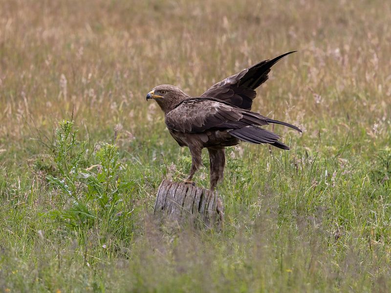Un aigle criard sur un tronc d'arbre par Teresa Bauer