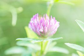 Vlinderbloem, Butterflyflower. von Helma de With