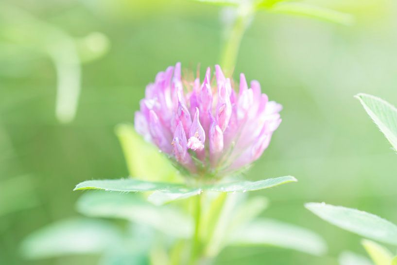 Vlinderbloem, Butterflyflower. von Helma de With
