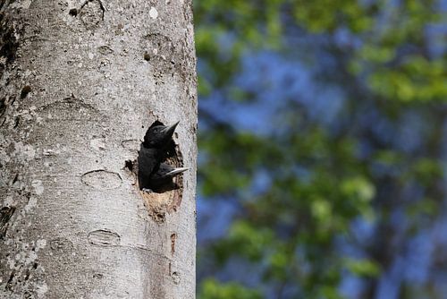 Zwarte specht ( Dryocopus martius ) jonge spechten Schwäbische Alb Duitsland