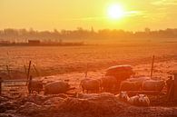 grazende schapen met zon op de achtergrond von Dirk van Egmond Miniaturansicht