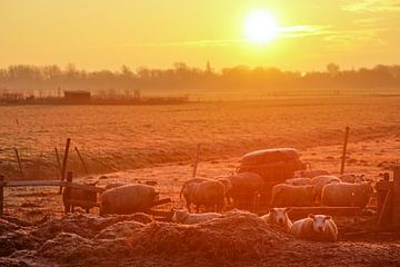 grazende schapen met zon op de achtergrond by Dirk van Egmond