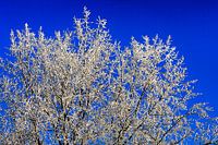 Besneeuwde boomtoppen