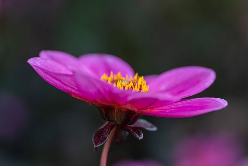 If the base is good, then the rest will be fine. by Monique van Helden