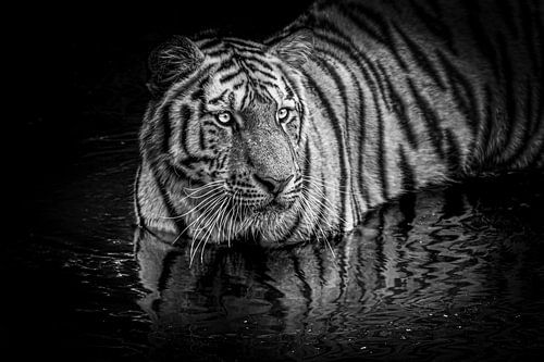 Siberische tijger in het water