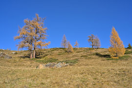 Gouden lariksbomen op een alpenweide onder een blauwe herfsthemel van Tomherkules