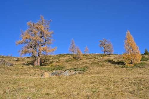 Golden larch trees on an alpine meadow beneath a blue autumn sky