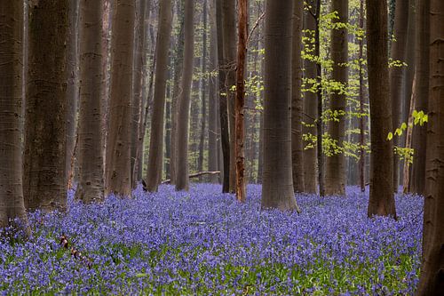 Hallerbos