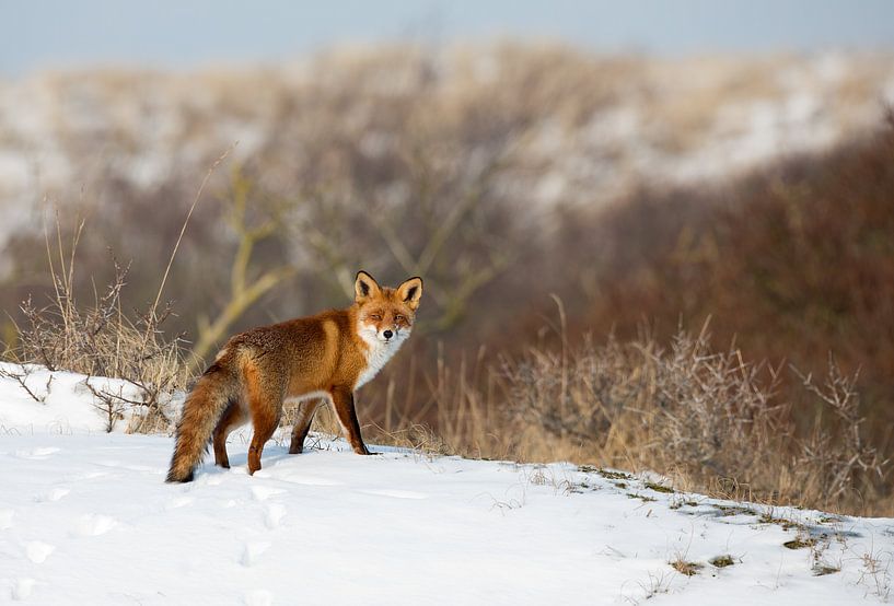 Vos par Menno Schaefer