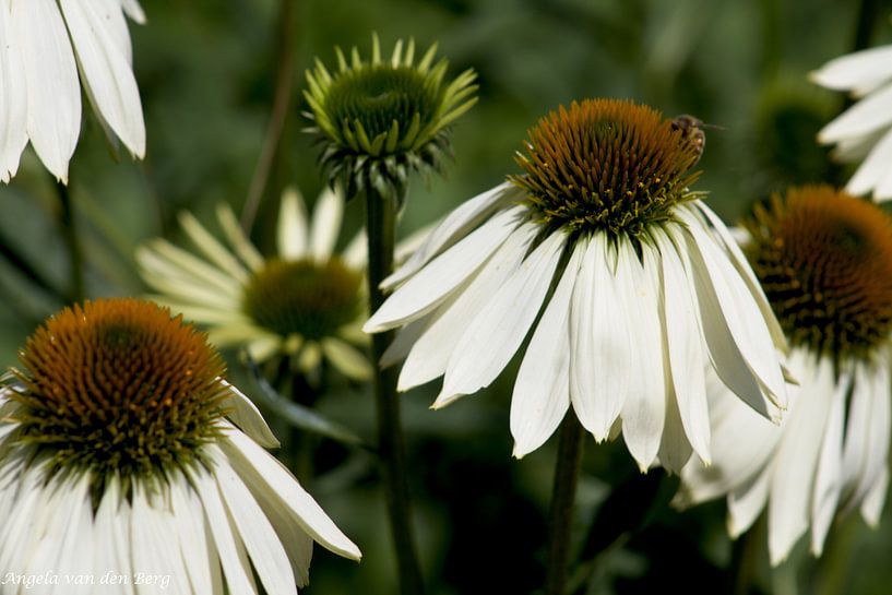 Blumen, natürlich von Angela van den Berg