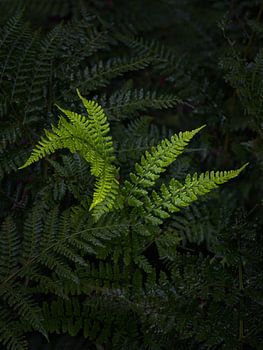 Kunst met Varens - Intiem landschap