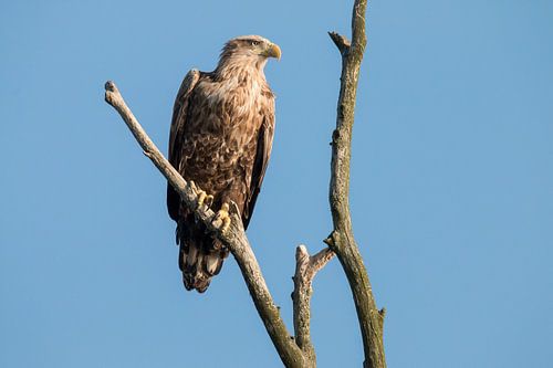 Zeearend op de uitkijk