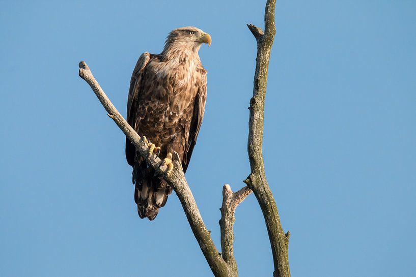 Seeadler von Gert Hilbink