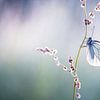 Groot Geaderd Witje Vlinder van Judith Borremans Natuurfotografie