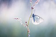 Groß geäderter weißer Schmetterling von Judith Borremans Miniaturansicht