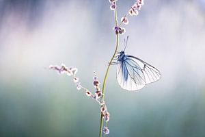 Grand papillon blanc veiné sur Judith Borremans