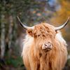 Scottish Highlander Cattle portrait in color by Evelien Oerlemans