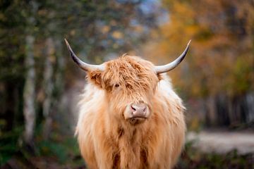 Scottish Highlander Cattle portrait in color