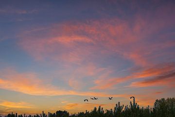 Kraanvogels vliegen over een bos bij zonsondergang van Martin Köbsch