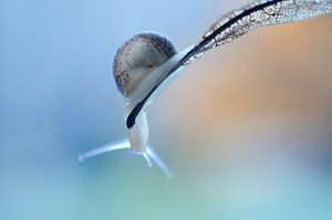 Macro - Tenez bon