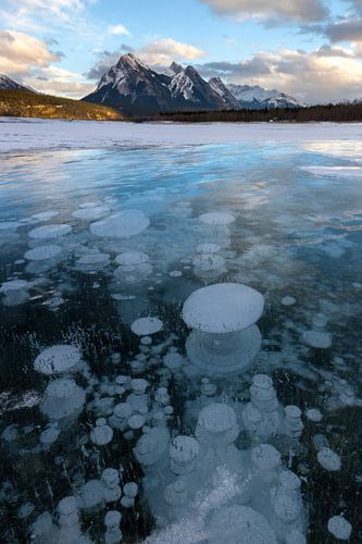 Frozen bubbles in the ice of Lake Abraham, Rocky Mountains
