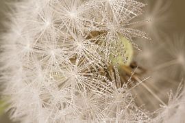Natur hautnah: Der Löwenzahn von Marjolijn van den Berg