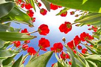 Tulpen vanaf de onderkant