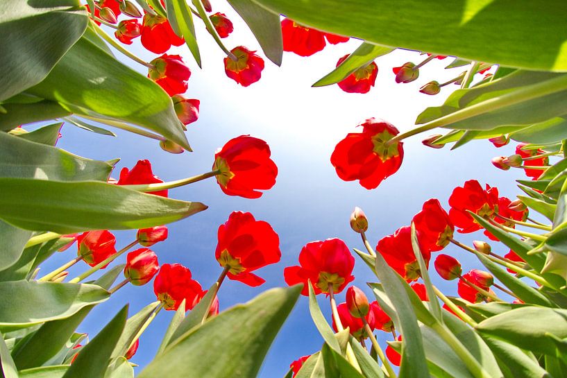 Tulpen vanaf de onderkant by Marcel Verheggen