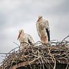 Twee ooievaars op een nest van MdeJong Fotografie