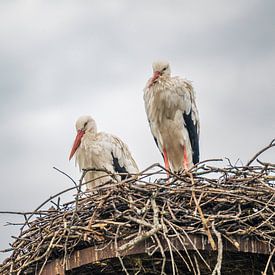 Deux cigognes sur un nid sur MdeJong Fotografie
