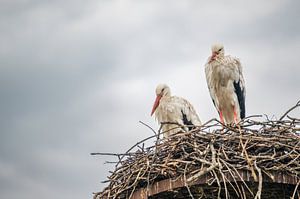 Deux cigognes sur un nid