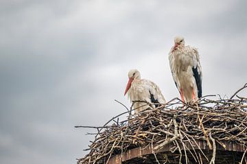 Zwei Störche auf einem Nest