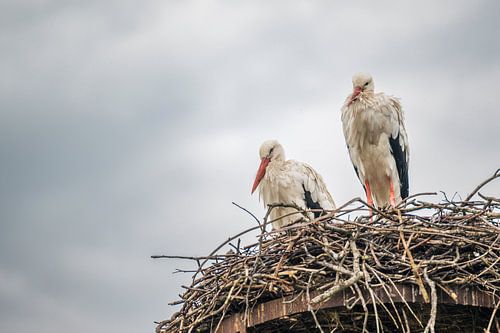 Twee ooievaars op een nest