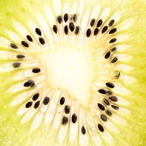 coupe transversale du kiwi