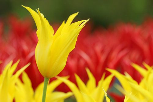 Gele en rode tulpen in de Keukenhof