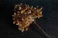 Hortensia donker