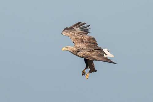 Zeearend, Haliaeetus albicilla