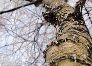 Stam van een boom in winterse sferen van Corry Husada-Ghesquiere thumbnail