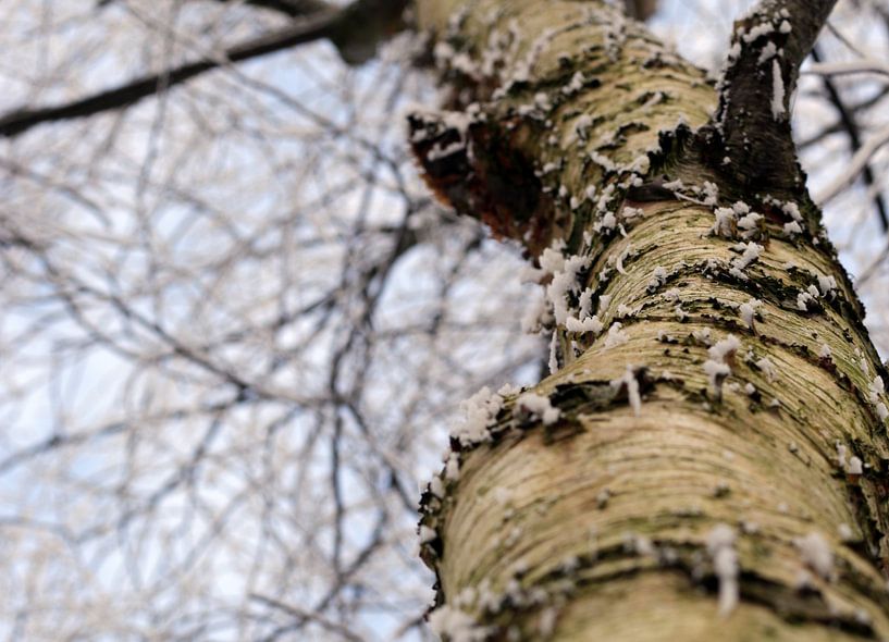Stam van een boom in winterse sferen van Corry Husada-Ghesquiere