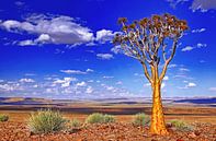 Köcherbaum in Namibia von W. Woyke Miniaturansicht