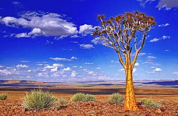 Quiver tree in Namibia van W. Woyke