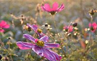 Bloemen