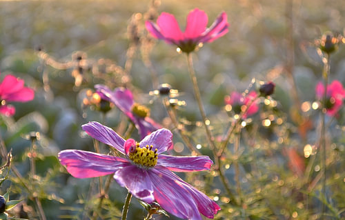 Bloemen