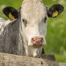 A portrait of a cow by Thea de Ruijter