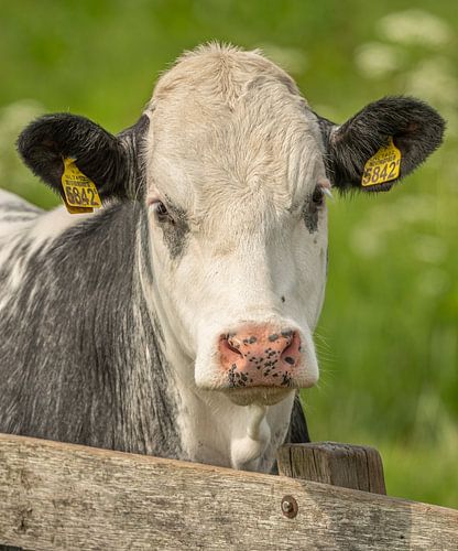Een portret van een koe van Thea de Ruijter