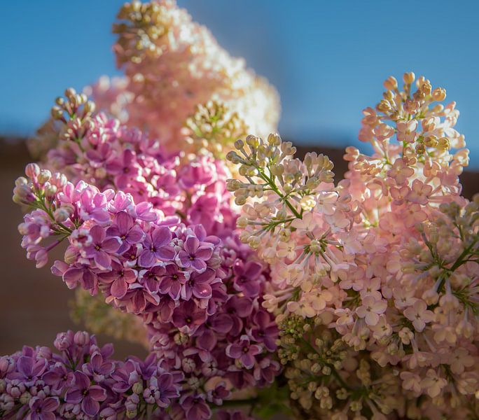 Wunderschöner Flieder mit blauem Himmel von Erik de Rijk