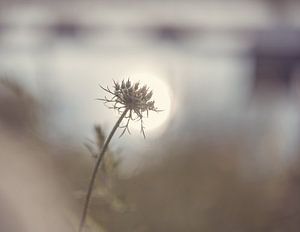 Daucus Carota in het zonlicht van Tania Perneel