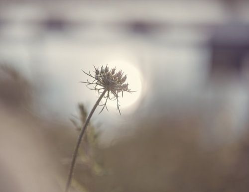 Daucus Carota in the sunlight