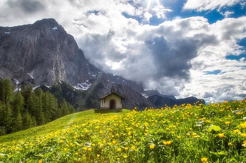 Blütenmeer am Halleranger